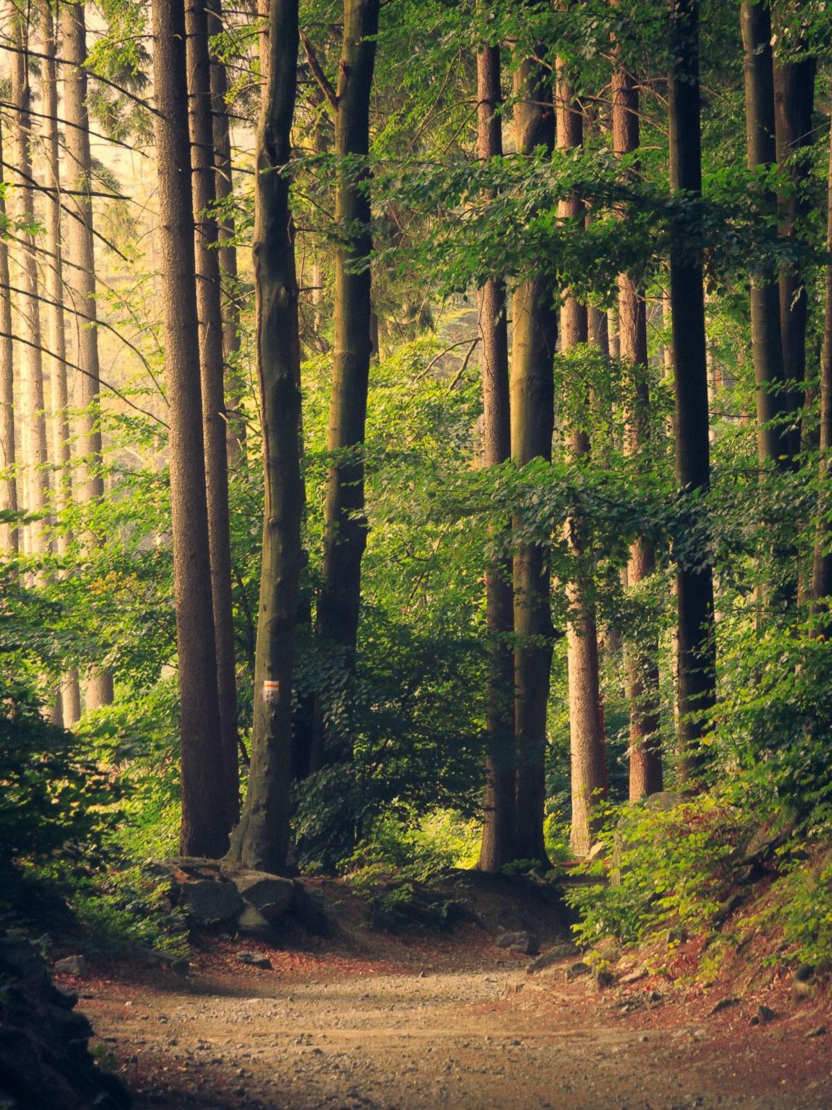 Dense forest canopy from below